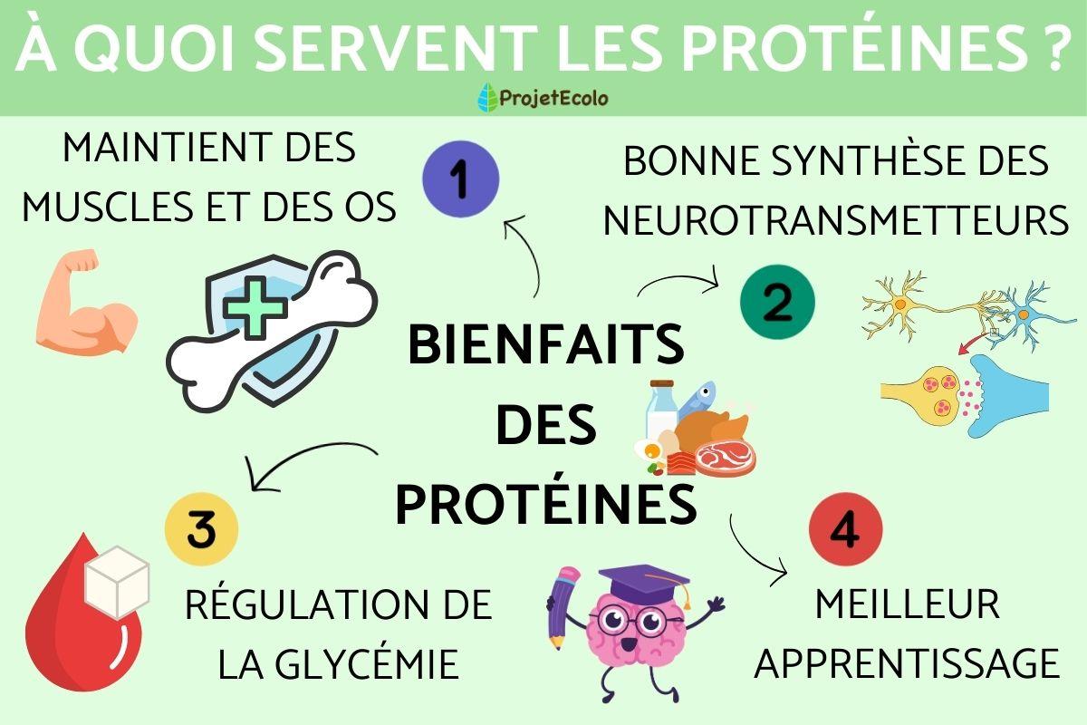 À quoi servent les protéines ?