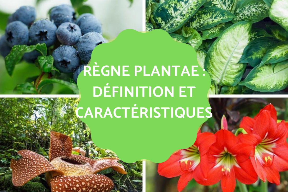 Règne Plantae : Définition, caractéristiques, classification et exemples