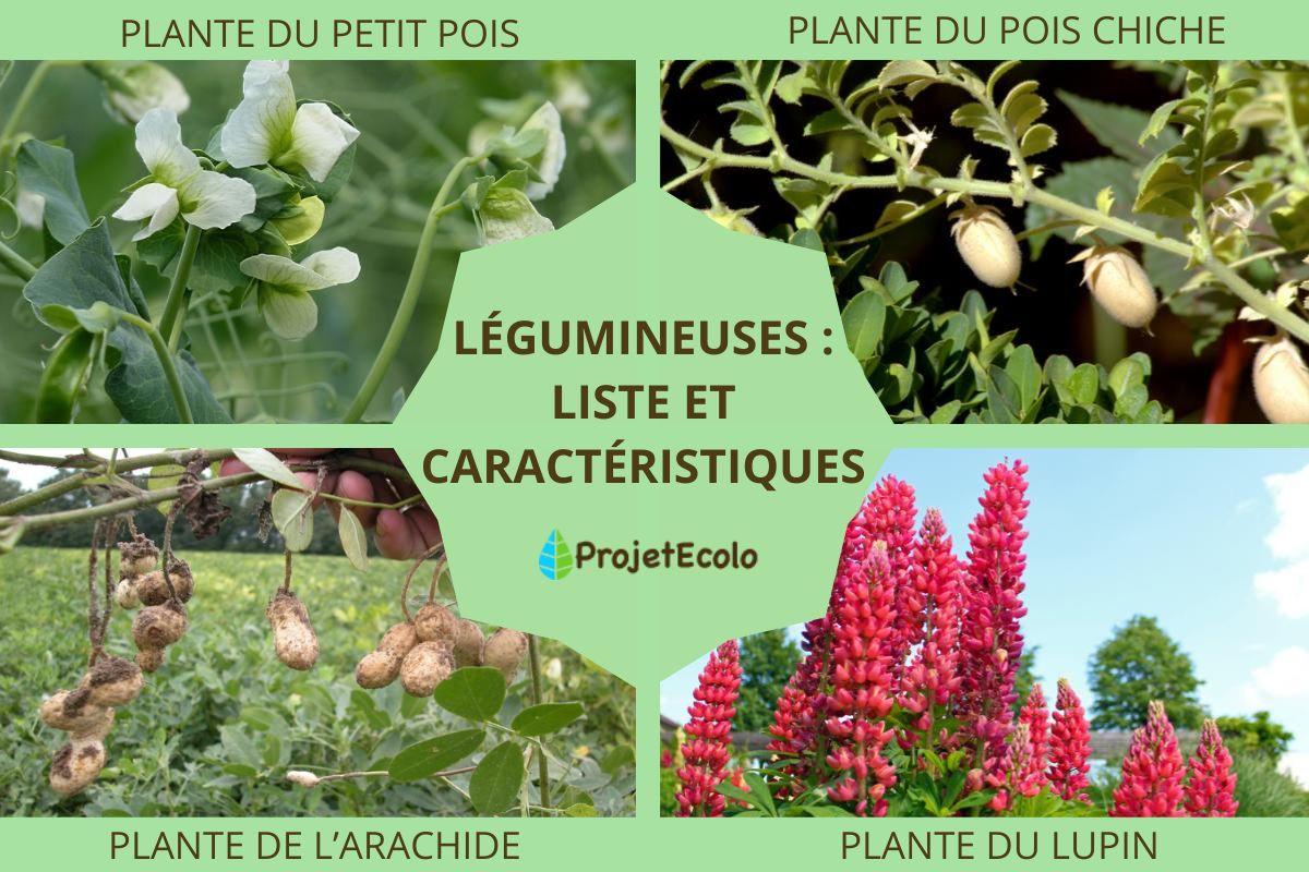 Légumineuses : liste et caractéristiques