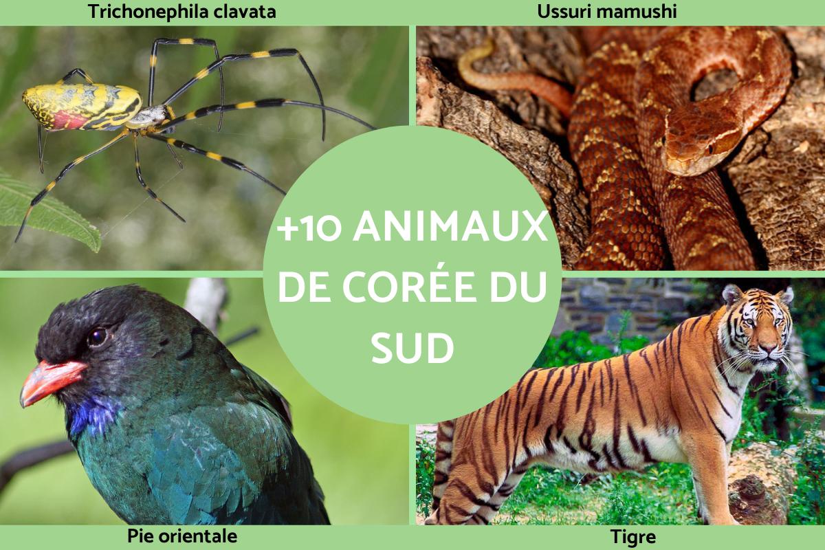 Animaux de Corée du Sud