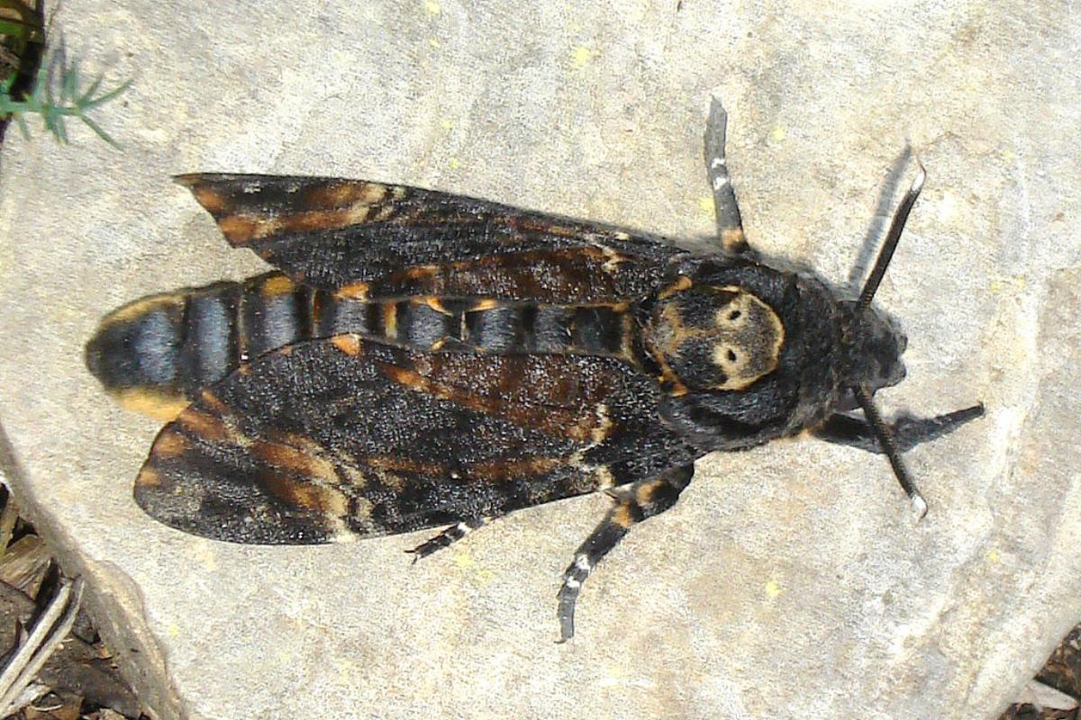 Papillon sphinx tête de mort : caractéristiques, habitat et alimentation