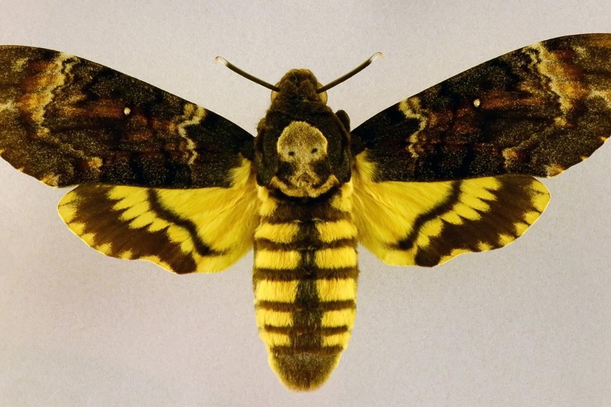 Papillon sphinx tête de mort : caractéristiques, habitat et alimentation