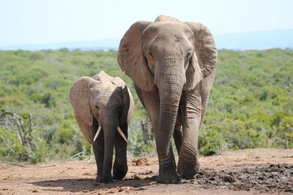 Femelle alpha : caractéristiques et exemples - Éléphante (Loxodonta africana)