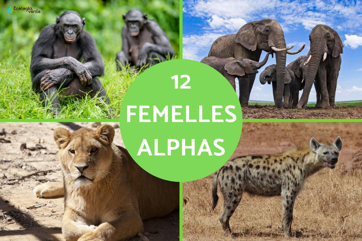 Femelle alpha : caractéristiques et exemples