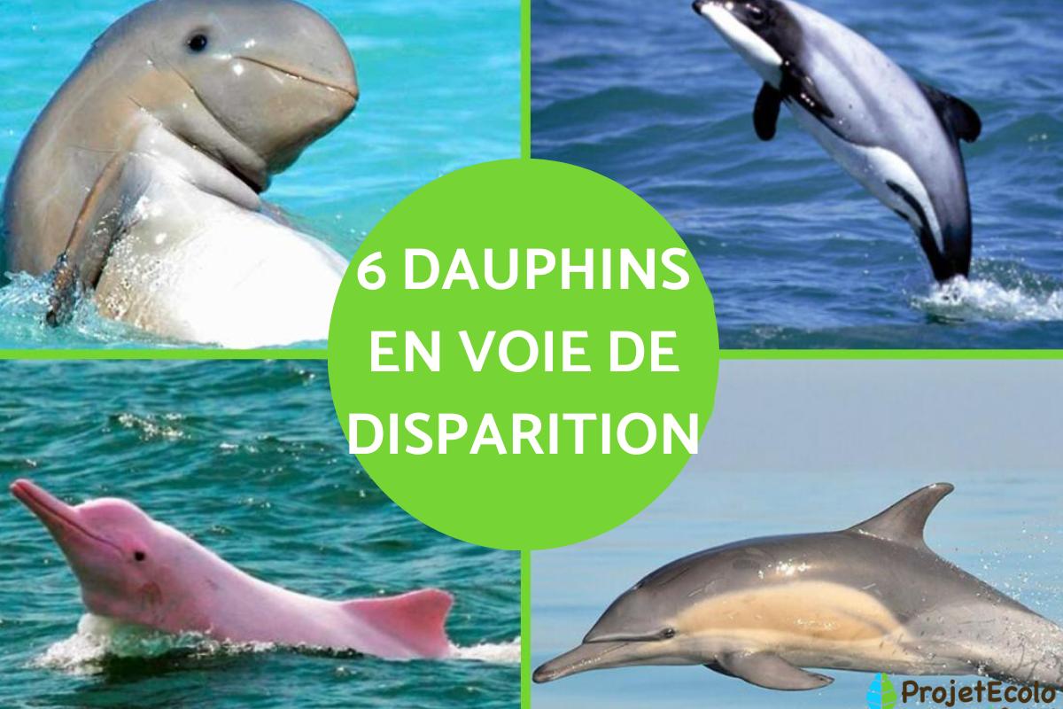 Dauphins en voie de disparition