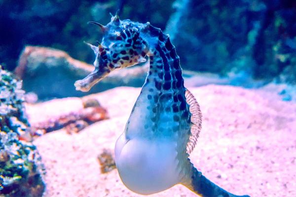 Exposé sur les hippocampes - C'est le mâle qui donne naissance