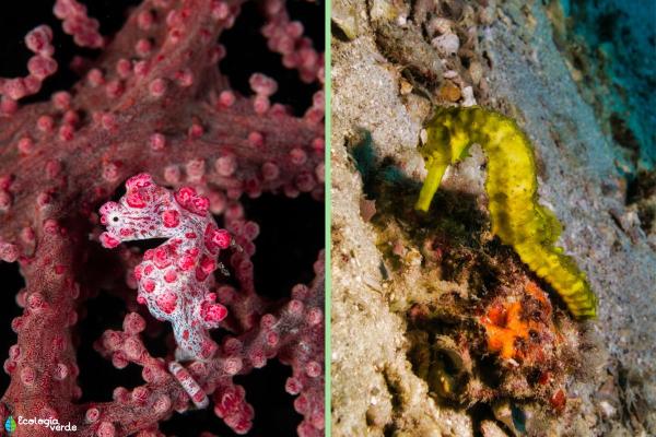 Exposé sur les hippocampes - Certaines espèces sont très petites alors que d'autres sont très grandes