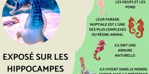 Exposé sur les hippocampes