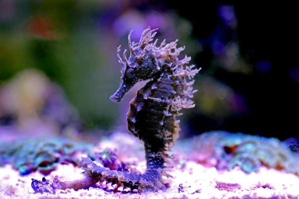 Exposé sur les hippocampes - Ils ont une armure naturelle