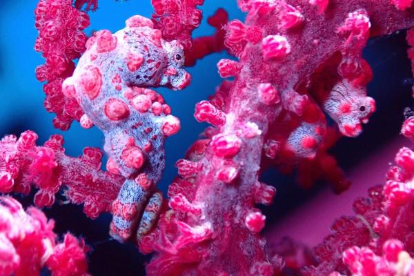 Exposé sur les hippocampes - Ils ont une incroyable capacité pour se camoufler