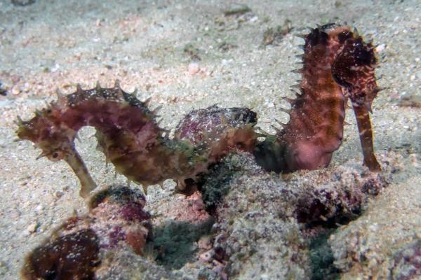 Exposé sur les hippocampes - Ils sont monogames durant une saison