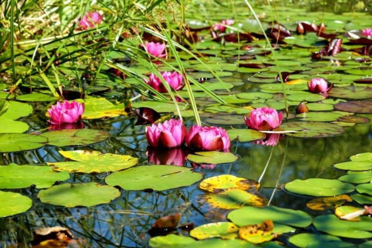 +50 plantes aquatiques pour bassin - Noms et caractéristiques