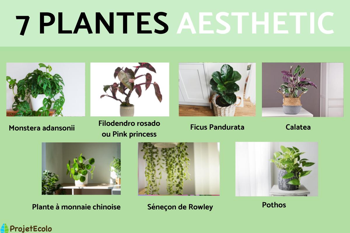 Plantes aesthetic