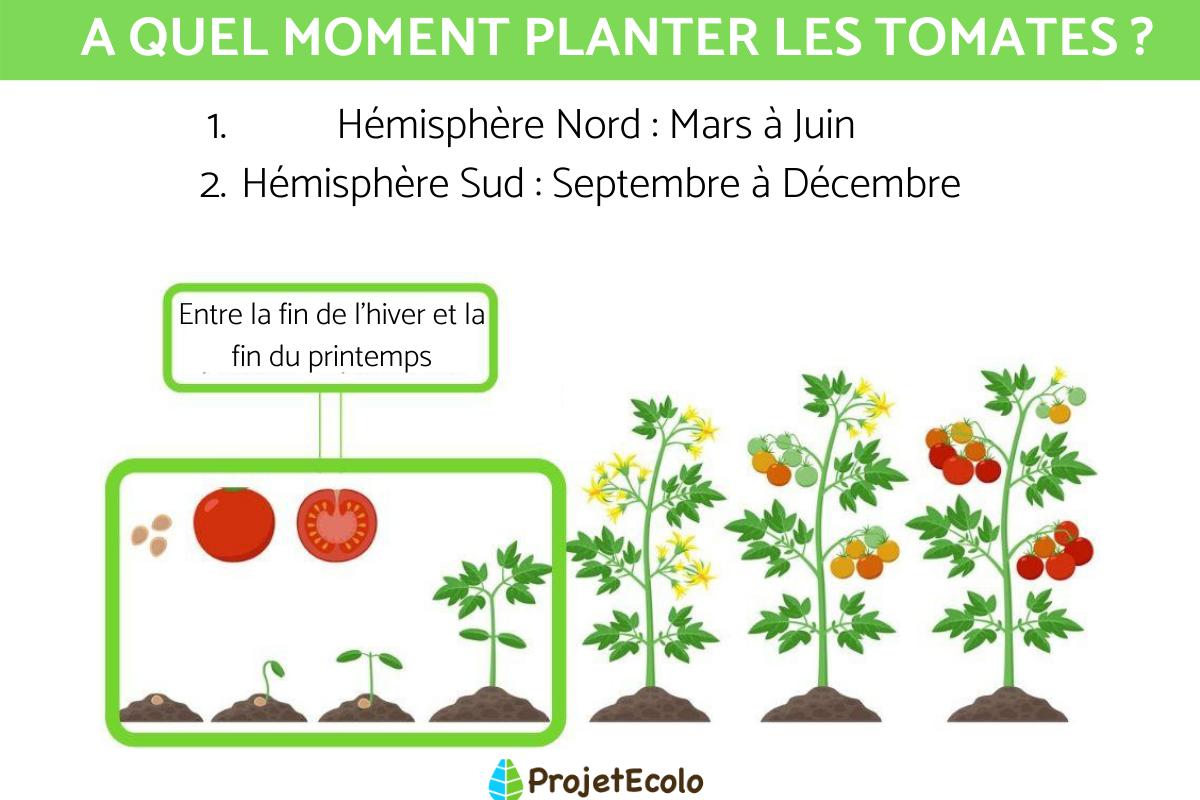 A quel moment PLANTER les TOMATES - La MEILLEURE SAISON !