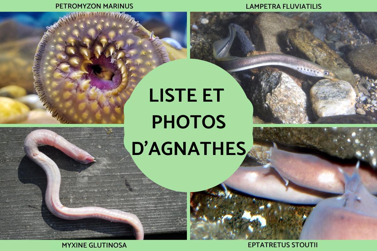 Agnathes ou poissons sans mâchoire : caractéristiques et photos