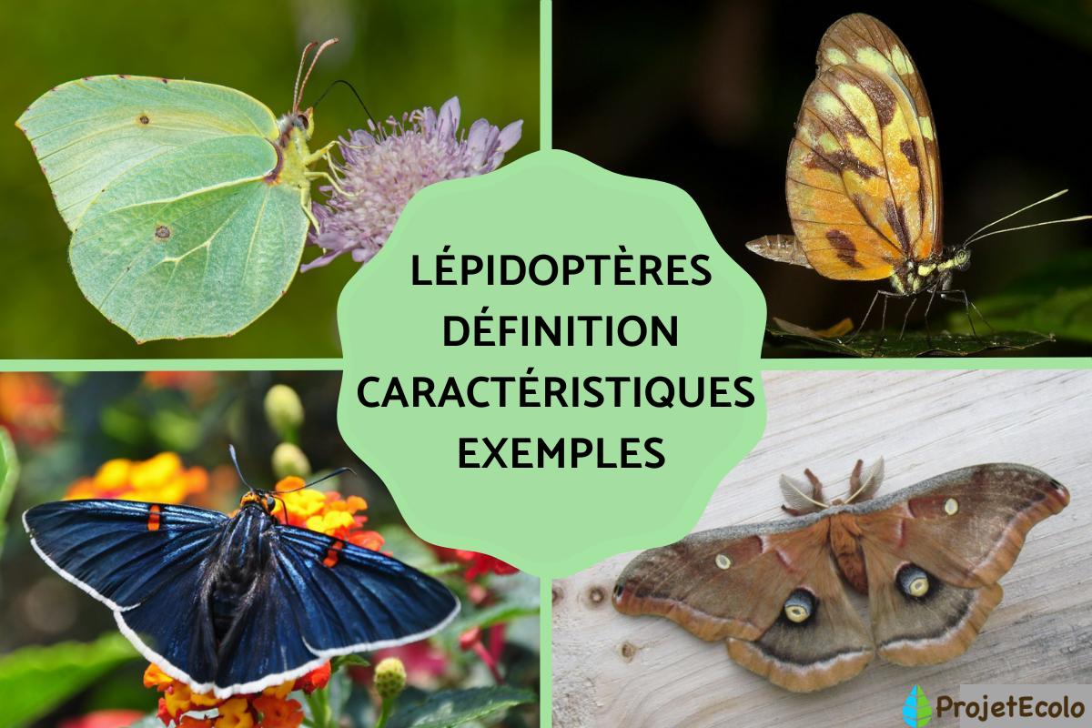Lépidoptères : définition, caractéristiques et exemples