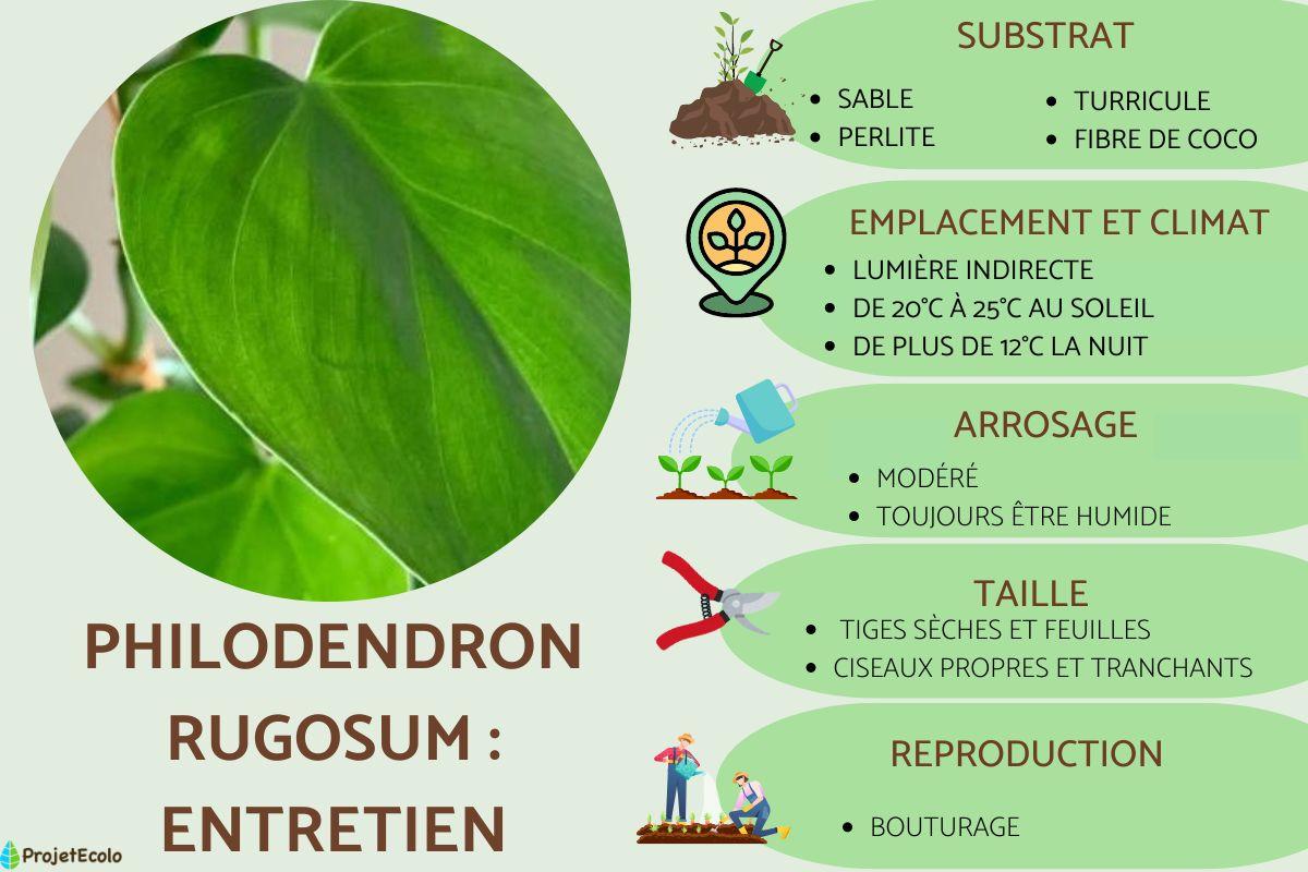 Philodendron rugosum : entretien - Guide complet sur l'entretien du  philodendron !
