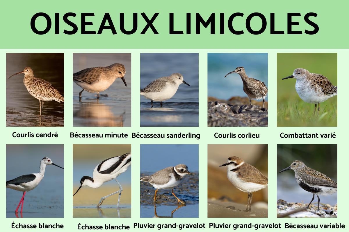 Oiseaux limicoles : définition et liste