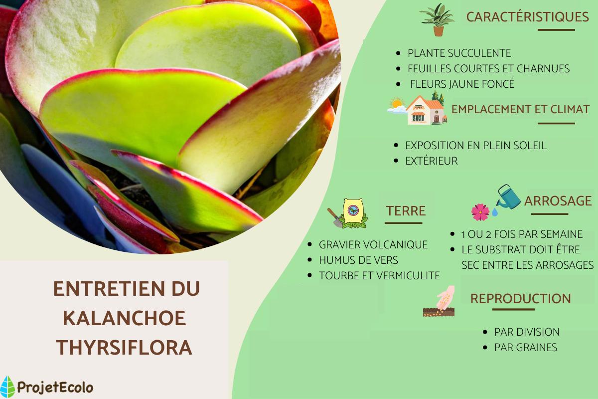 Kalanchoe thyrsiflora : entretien et reproduction