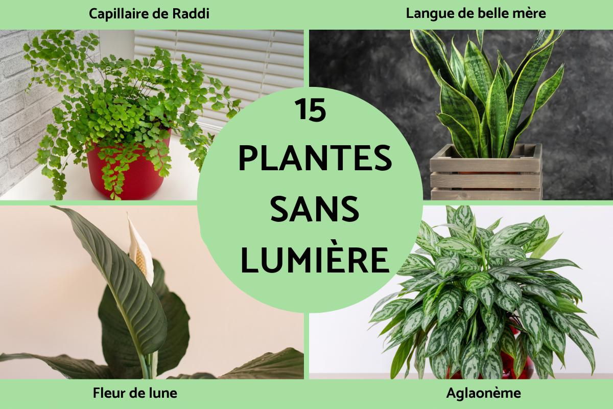 Plantes d'intérieur sans lumière