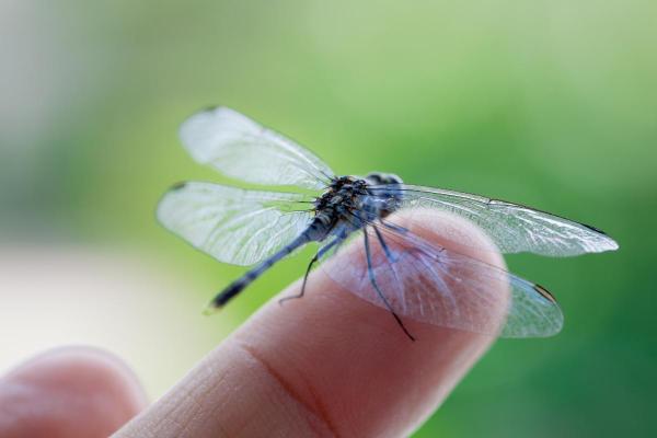 Informations sur la libellule - Elles ne piquent pas les humains