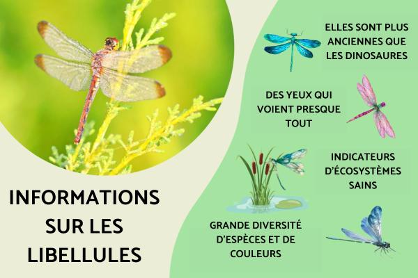 Informations sur la libellule