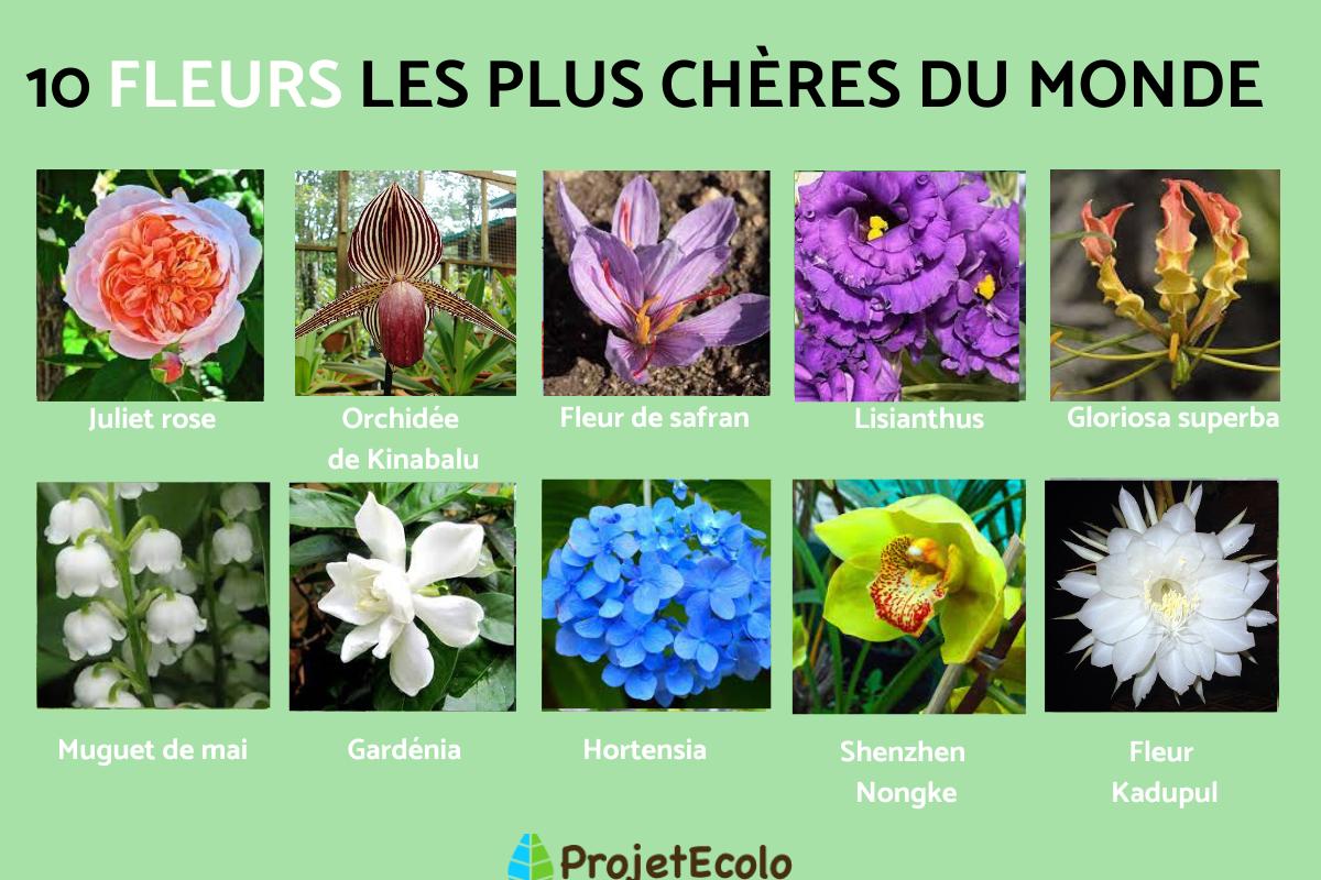 La fleur la plus chère du monde