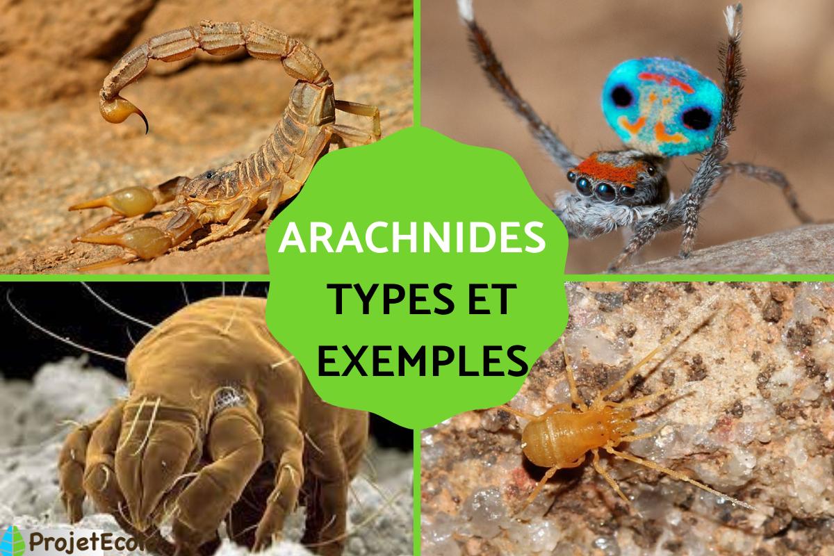 Arachnides : caractéristiques, types et exemples