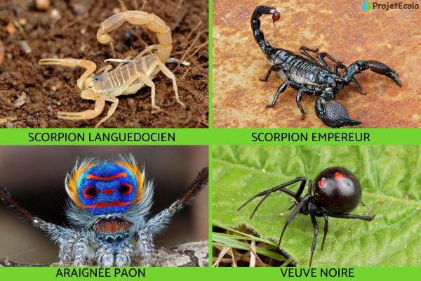 Arachnides : caractéristiques, types et exemples - Exemples d'arachnides