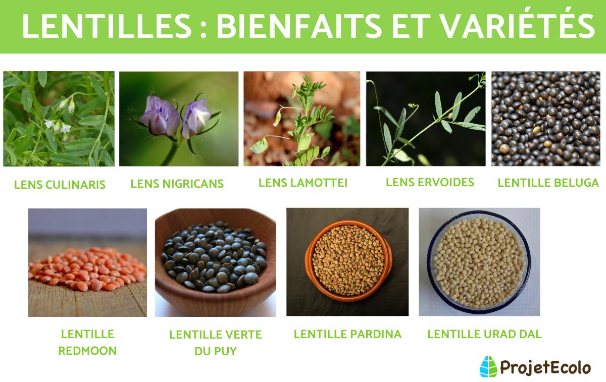 Lentilles : bienfaits et variétés