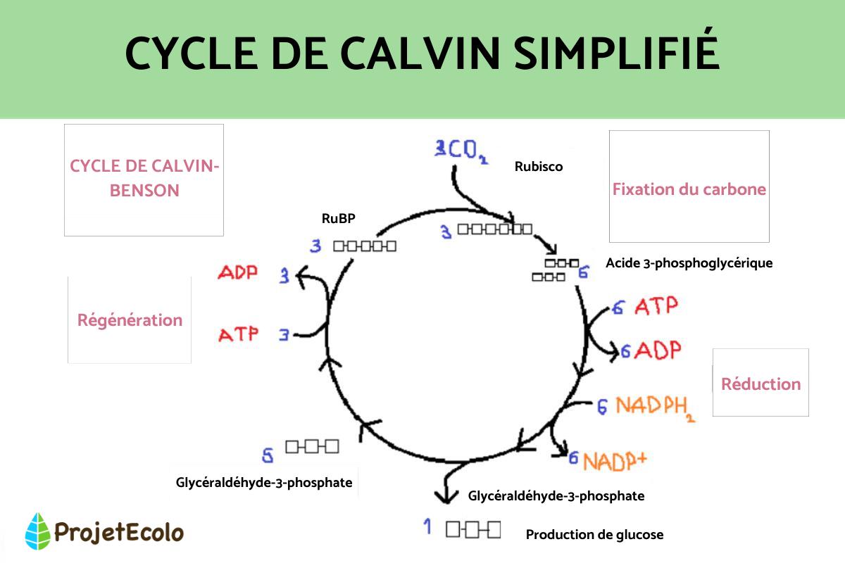 Cycle de Calvin simplifié