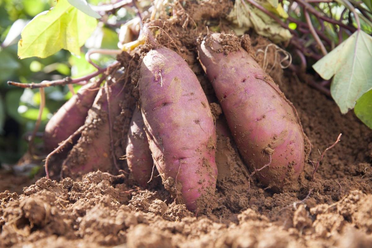 Comment cultiver des patates douces Guide complet — free download