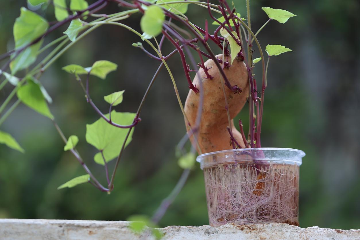 Comment cultiver des patates douces Guide complet — free download