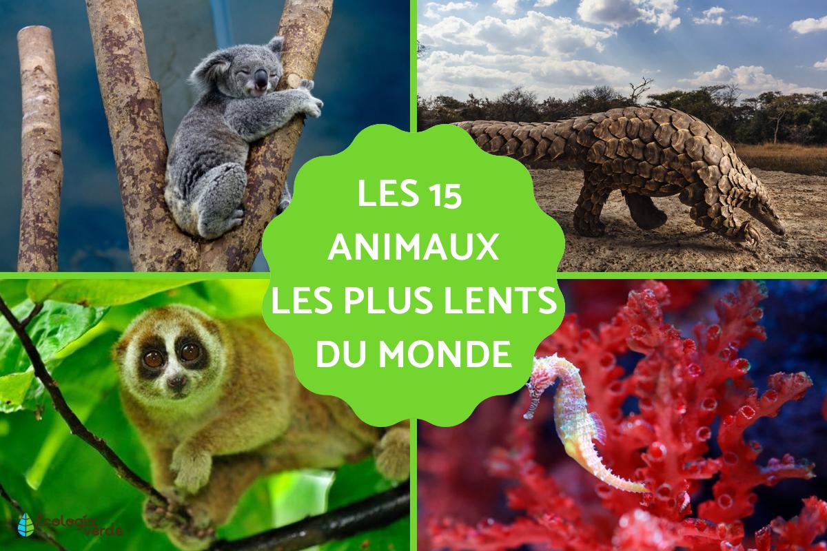 Animaux les plus lents