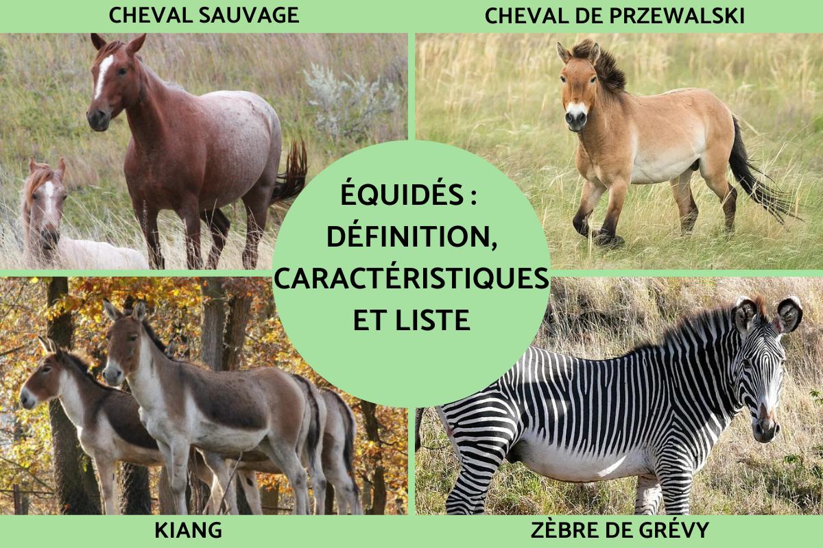 Équidés : Définition, caractéristiques et liste