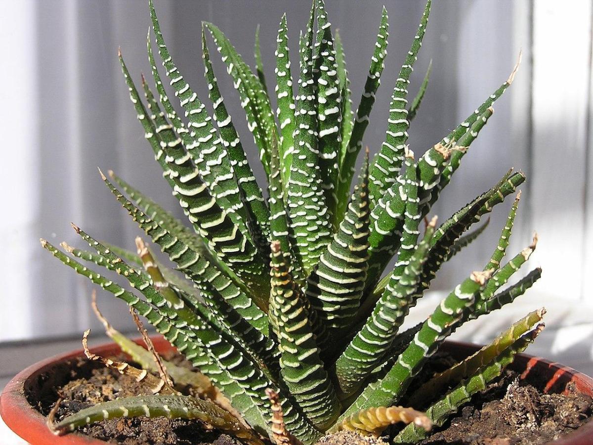Haworthia attenuata - Entretien