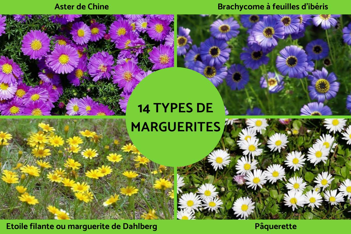 Types de marguerites