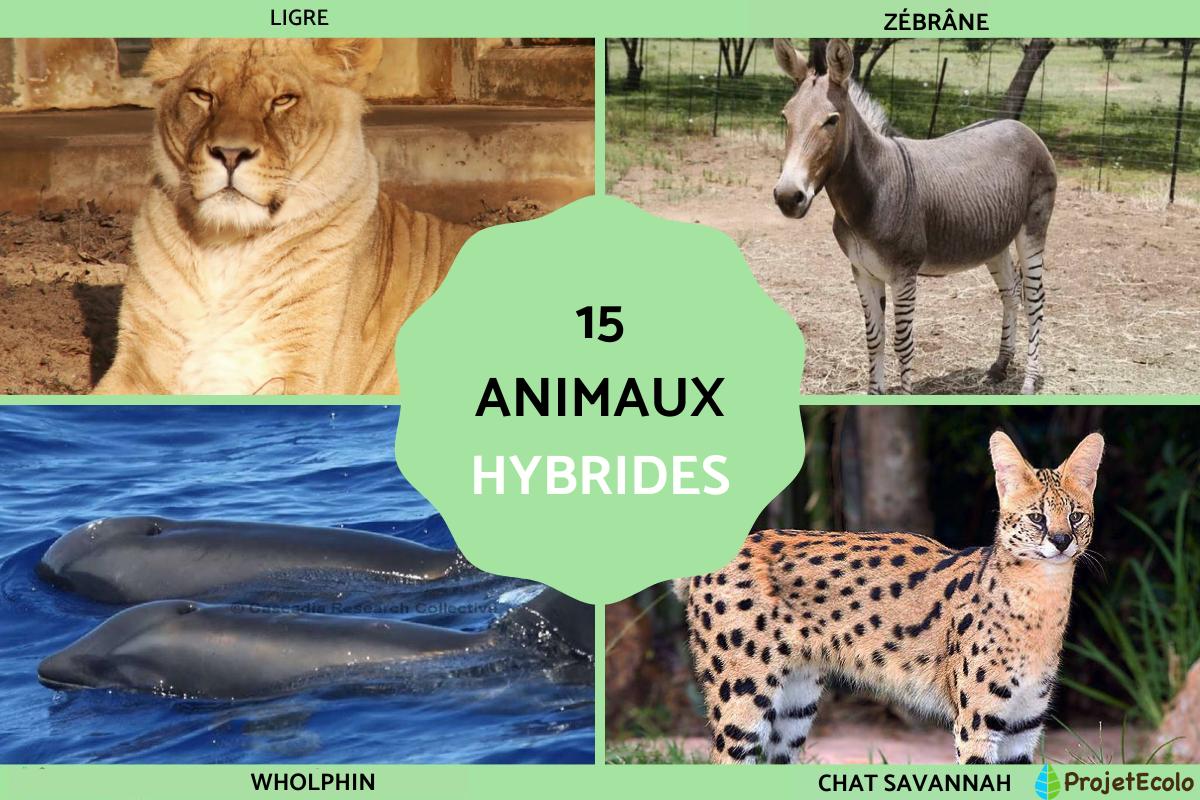 Animaux hybrides : exemples et caractéristiques