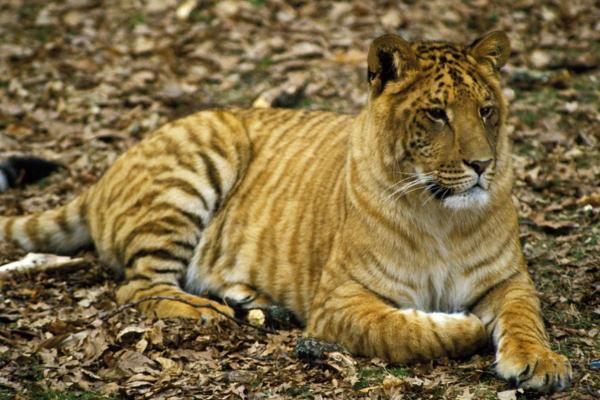 15 ANIMAUX HYBRIDES R ELS EXEMPLES Et CARACT RISTIQUES D couvrez 15 ANIMAUX HYBRIDES R ELS EXEMPLES Et CARACT RISTIQUES D couvrez