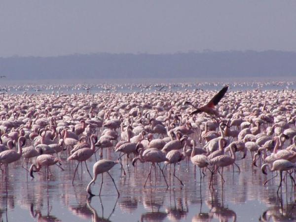 Que mangent les flamants roses - Où vit le flamant rose ?