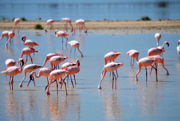 Que mangent les flamants roses - Que mangent les flamants roses ?