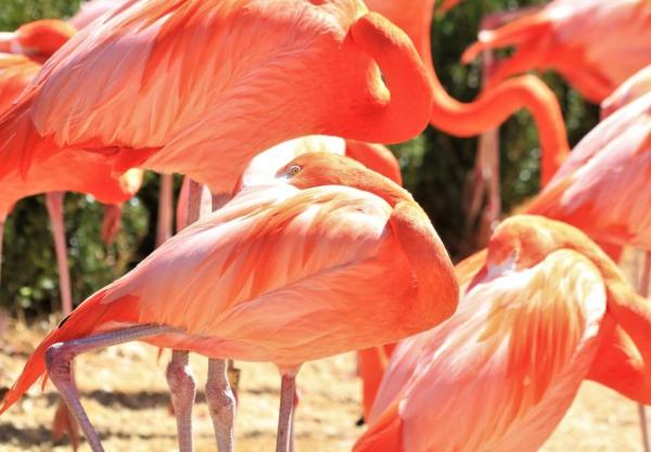 Que mangent les flamants roses - Que mangent les flamants roses ?