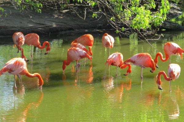 Que mangent les flamants roses