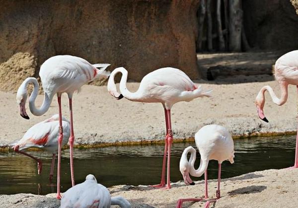 Que mangent les flamants roses -