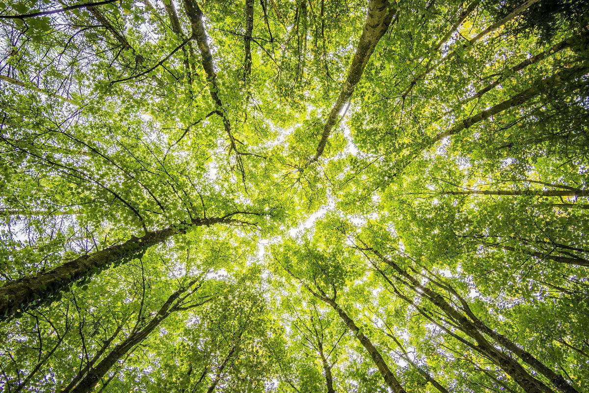 Couvert végétal : définition et importance