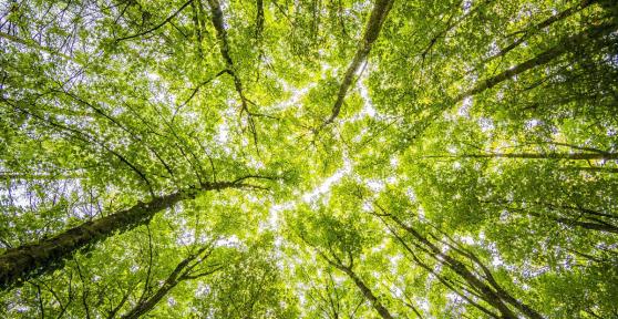 Couvert végétal : définition et importance