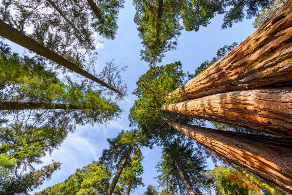 Couvert végétal : définition et importance - Structure du couvert végétal