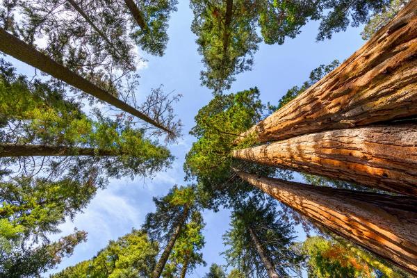 Couvert végétal : définition et importance - Structure du couvert végétal 