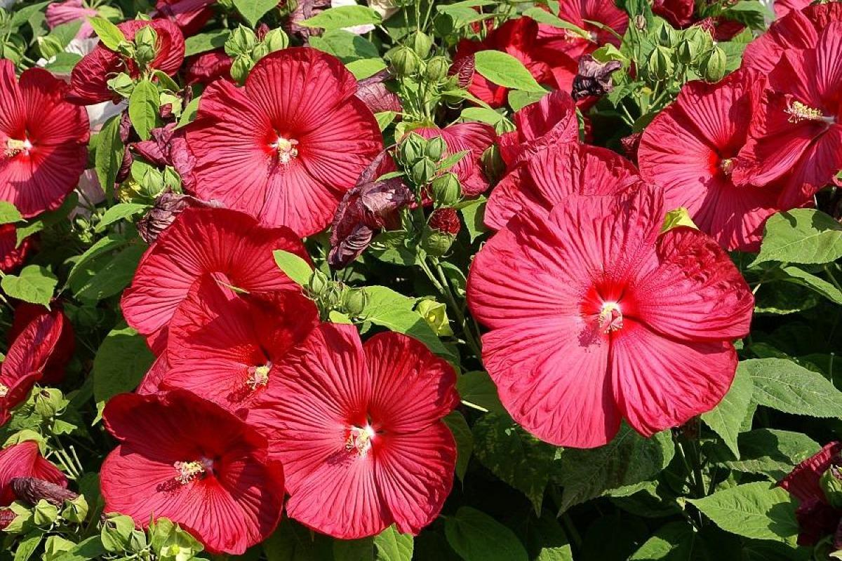 16 plantes de plein soleil - Liste et photos