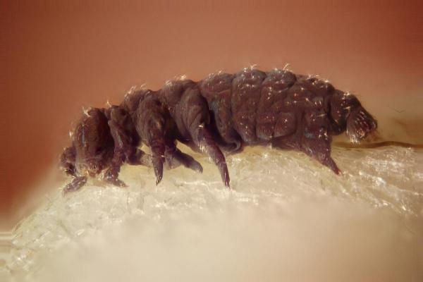 Tardigrades : description, taille, reproduction - Caractéristiques des tardigrades
